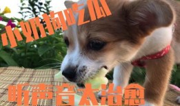 娱乐吃瓜菌小狗视频下载,揭秘小狗视频下载背后的秘密